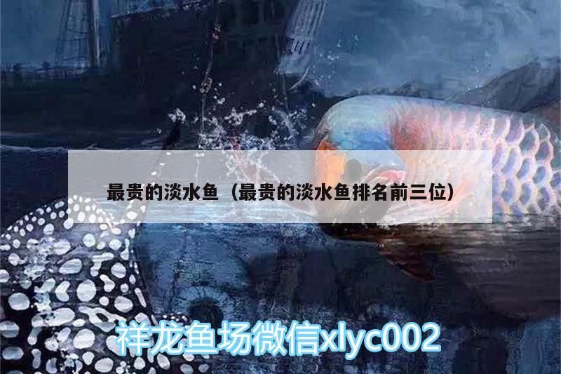 小型魚 最貴的淡水魚(最貴的淡水魚排名前三位) 觀賞魚百科 最貴的淡水魚(最貴的淡水魚排名前三位) 最貴的淡水魚(最貴的淡水魚排名前三位) 觀賞魚百科