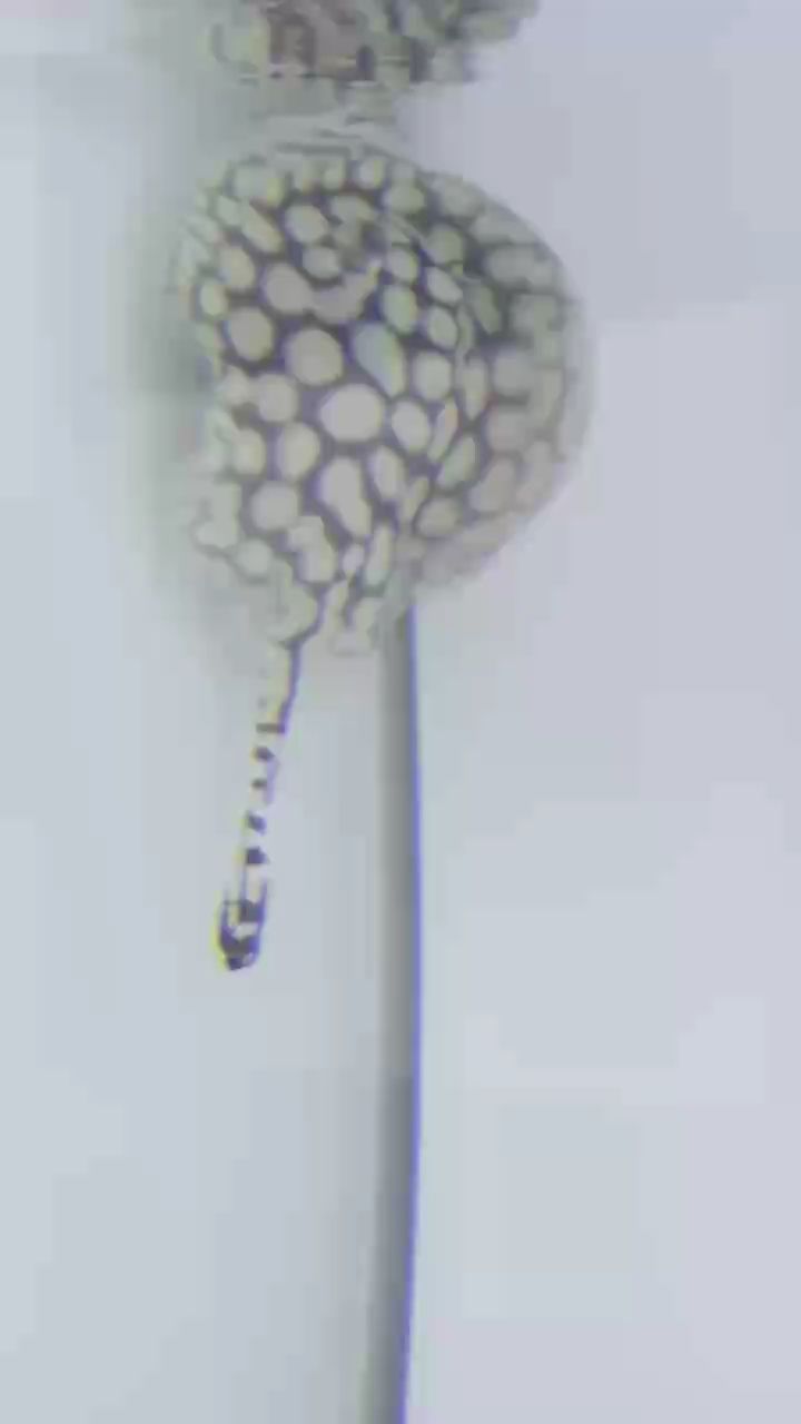 變態一枚