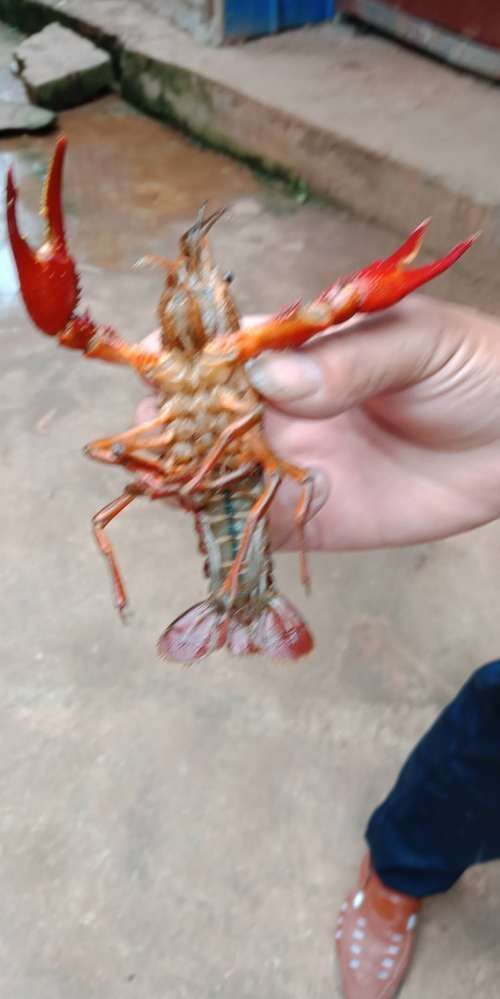 六盤水水族批發市場：六盤水水族批發市場地址