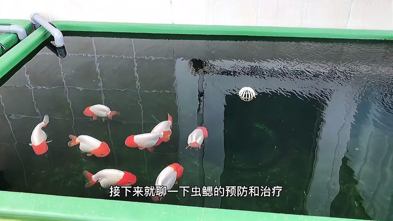 如何預防魚鰓寄生蟲？