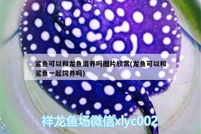 鯊魚可以和龍魚混養嗎圖片欣賞(龍魚可以和鯊魚一起飼養嗎)
