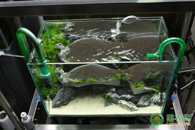 家養(yǎng)魚缸養(yǎng)什么魚最好養(yǎng)殖：家養(yǎng)魚缸中選擇合適的魚種及其養(yǎng)殖要點(diǎn)及其養(yǎng)殖要求 家養(yǎng)魚缸養(yǎng)什么魚最好養(yǎng)殖：家養(yǎng)魚缸中選擇合適的魚種及其養(yǎng)殖要點(diǎn)及其養(yǎng)殖要求 觀賞魚百科 第1張