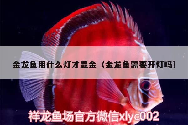 金龍魚用什么燈才顯金（金龍魚需要開燈嗎）