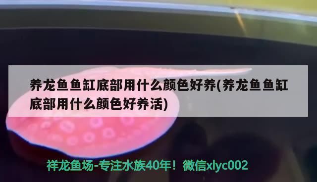 金龍魚 養(yǎng)龍魚魚缸底部用什么顏色好養(yǎng)(養(yǎng)龍魚魚缸底部用什么顏色好養(yǎng)活) 觀賞魚百科 養(yǎng)龍魚魚缸底部用什么顏色好養(yǎng)(養(yǎng)龍魚魚缸底部用什么顏色好養(yǎng)活) 養(yǎng)龍魚魚缸底部用什么顏色好養(yǎng)(養(yǎng)龍魚魚缸底部用什么顏色好養(yǎng)活) 觀賞魚百科