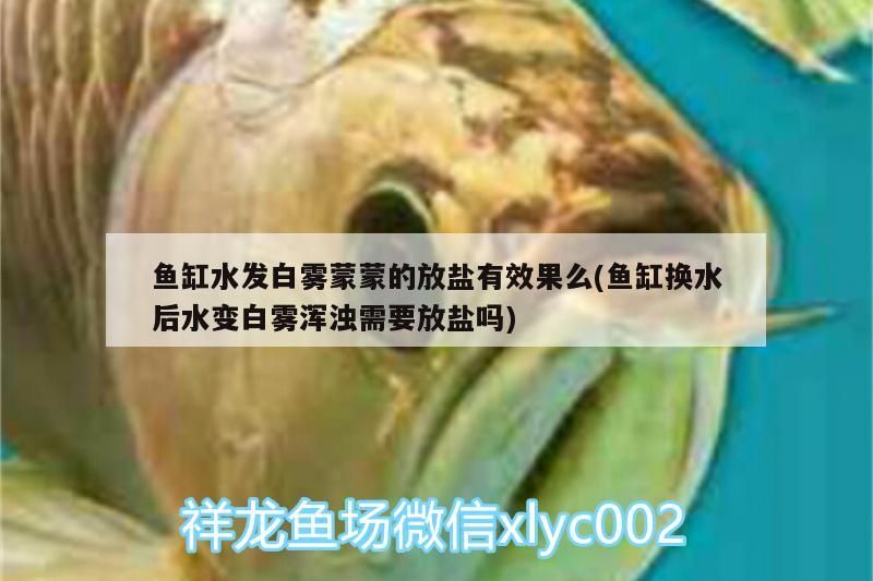 魚缸水發白霧蒙蒙的放鹽有效果么(魚缸換水后水變白霧渾濁需要放鹽嗎)