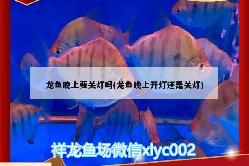 龍魚(yú)晚上要關(guān)燈嗎(龍魚(yú)晚上開(kāi)燈還是關(guān)燈)
