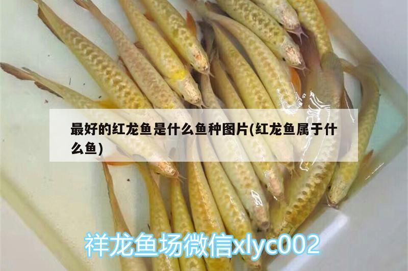 最好的紅龍魚是什么魚種圖片(紅龍魚屬于什么魚)