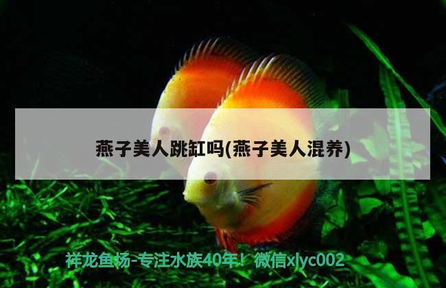 燕子美人跳缸嗎(燕子美人混養) 燕子美人跳缸嗎(燕子美人混養) 觀賞魚百科