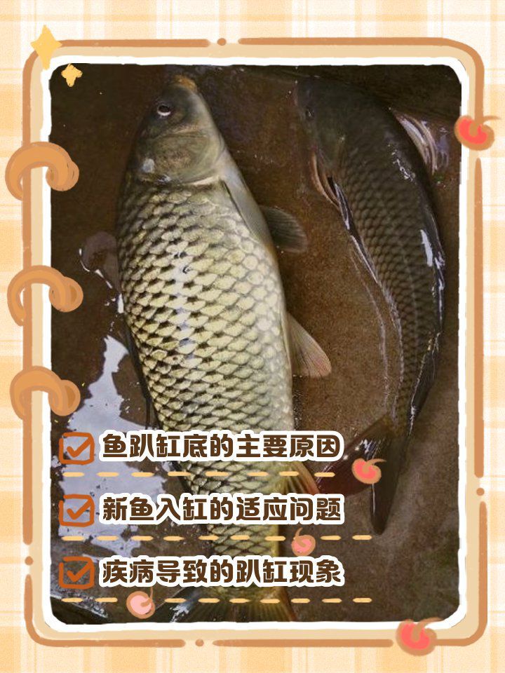 金魚趴缸底多久會恢復(fù)