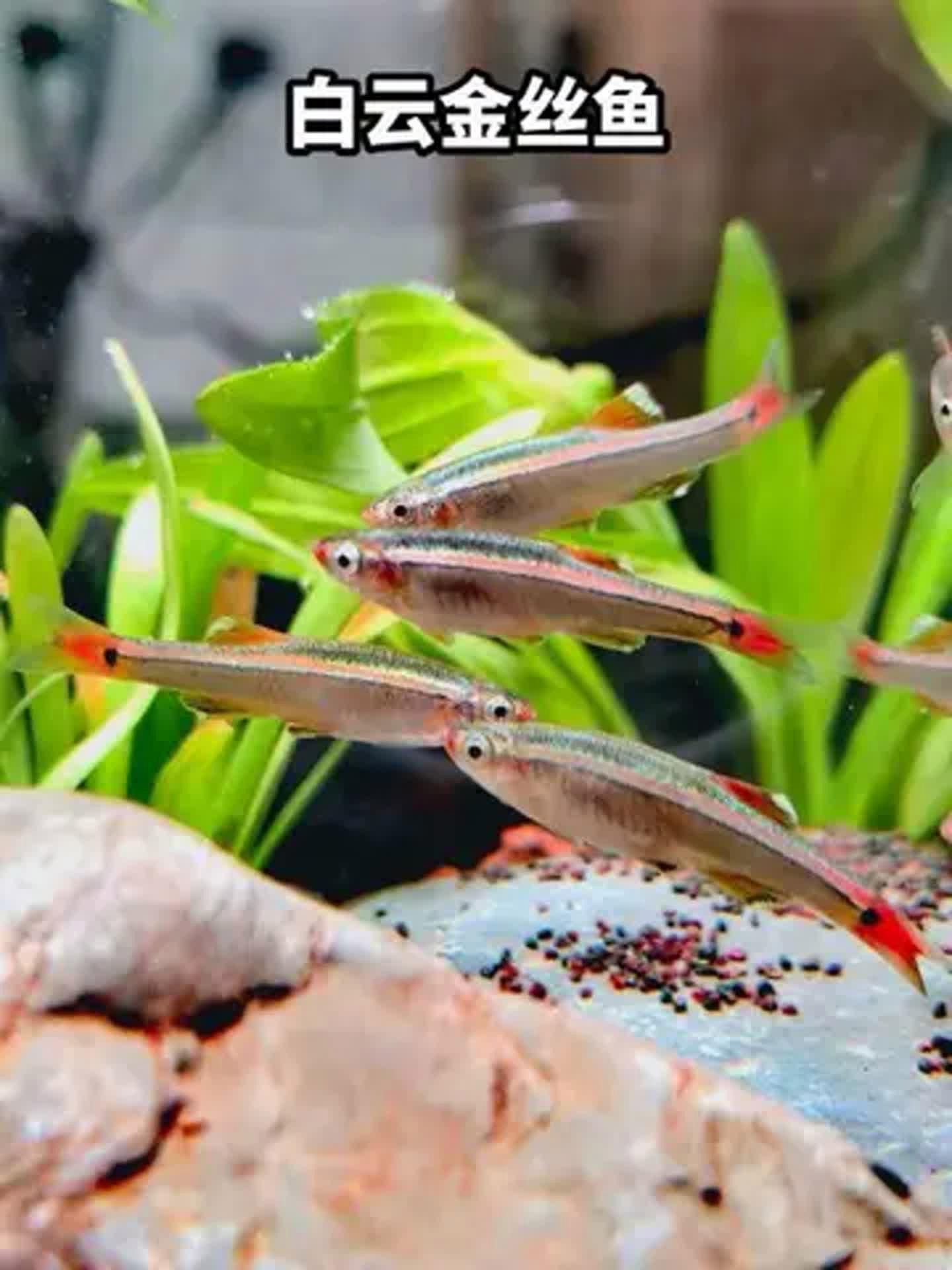 哪些魚適合初學(xué)者養(yǎng)殖 哪些魚適合初學(xué)者養(yǎng)殖 龍魚百科 第1張