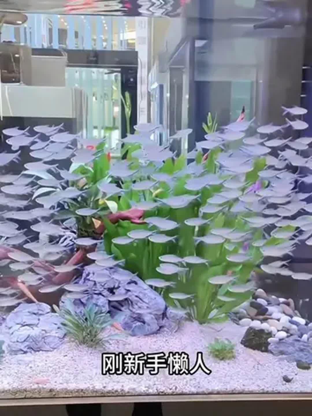 哪些魚適合初學(xué)者養(yǎng)殖 哪些魚適合初學(xué)者養(yǎng)殖 龍魚百科 第2張