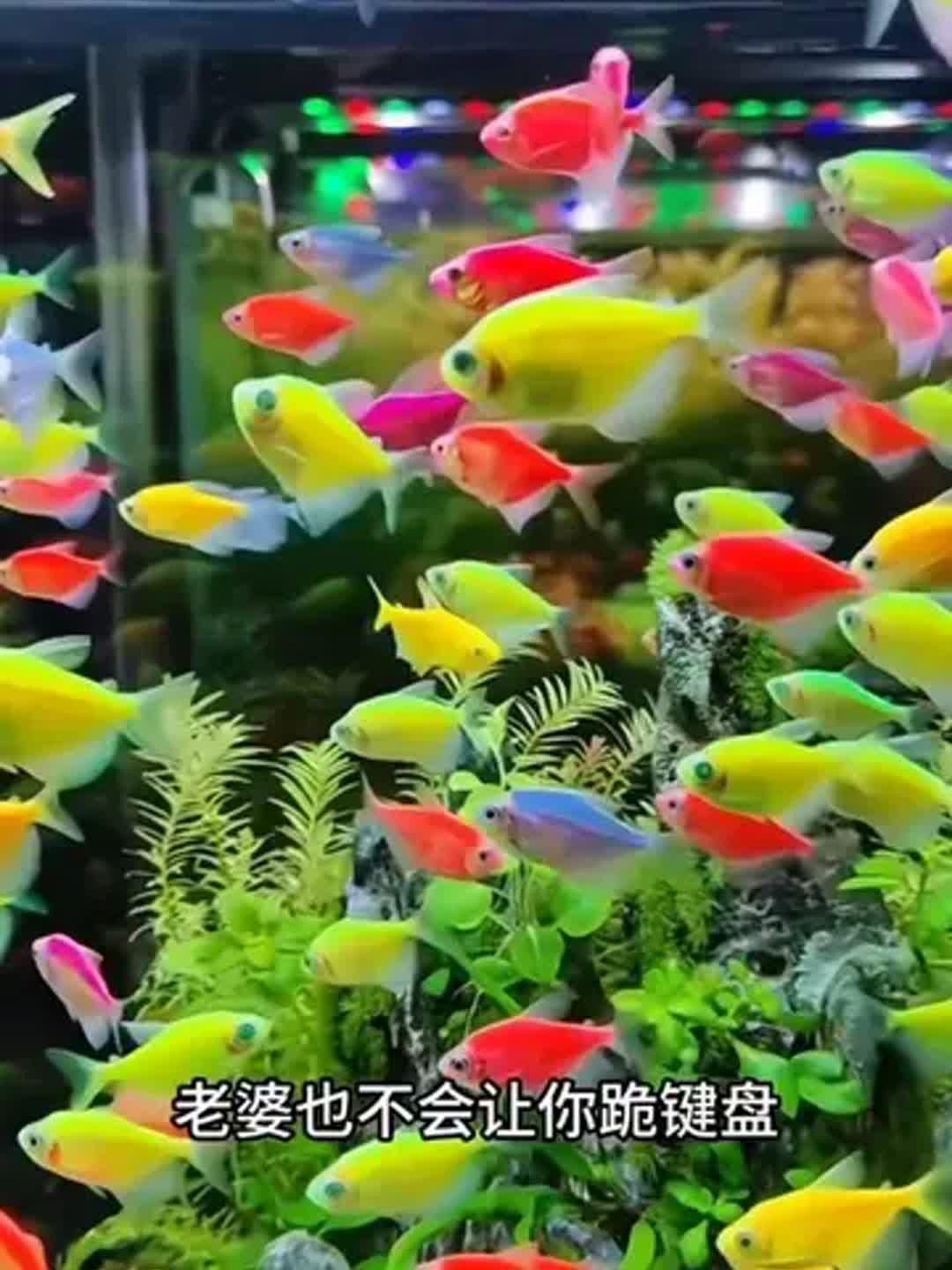 哪些魚適合初學(xué)者養(yǎng)殖 哪些魚適合初學(xué)者養(yǎng)殖 龍魚百科 第3張