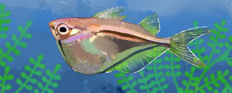 金龍魚(yú)背景 金龍魚(yú)背景和底部選什么色好 金龍魚(yú)背景 金龍魚(yú)背景和底部選什么色好 觀賞魚(yú)百科