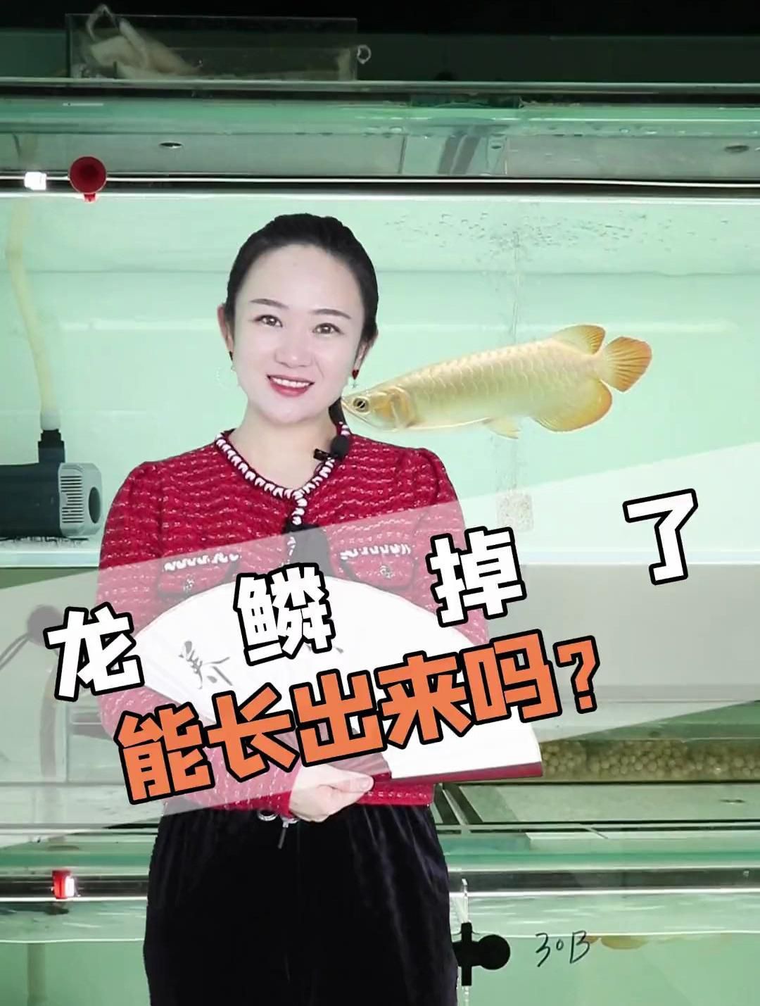 龍魚鱗片掉后多久會(huì)長(zhǎng)出？