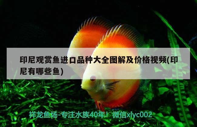 印尼觀賞魚進口品種大全圖解及價格視頻(印尼有哪些魚)