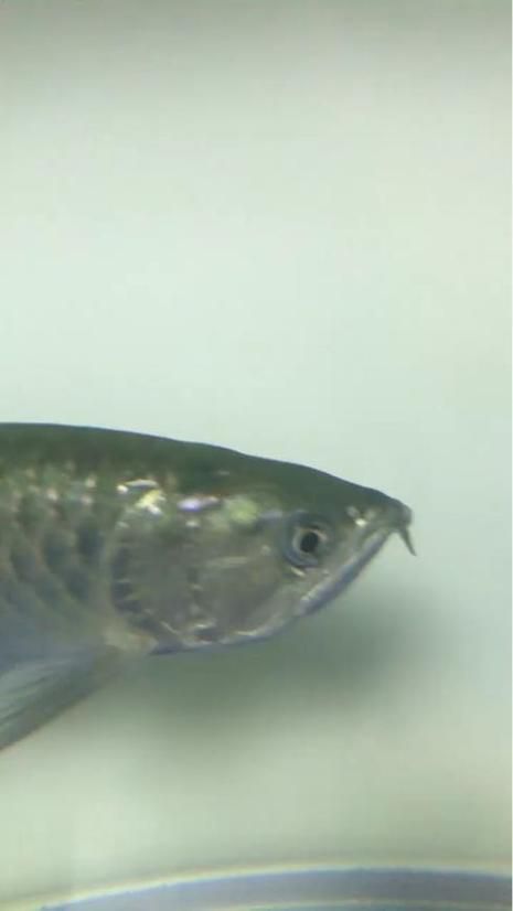 100元能買到什么品種的龍魚？