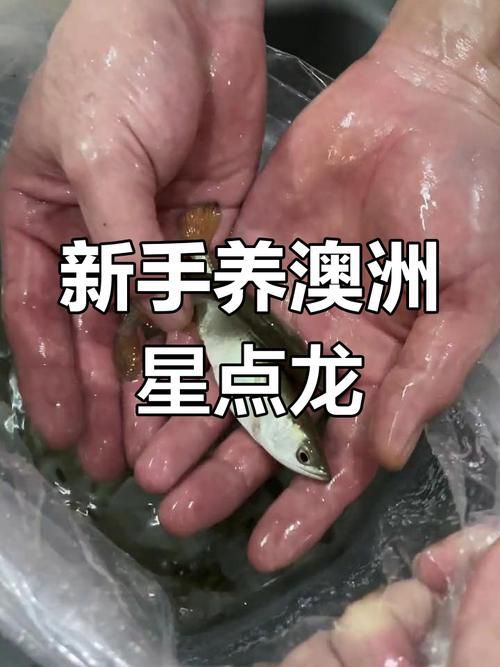 100元能買到什么品種的龍魚？