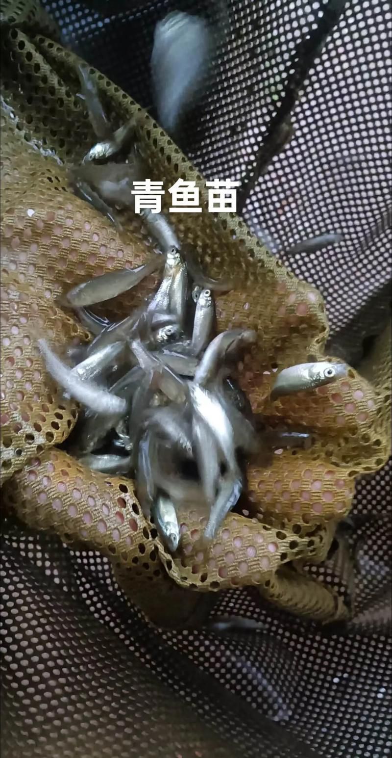 100元能買到什么品種的龍魚？