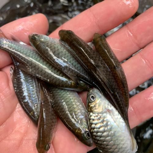 100元能買到什么品種的龍魚？
