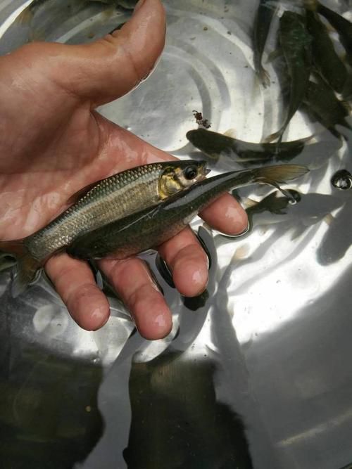 100元能買到什么品種的龍魚？