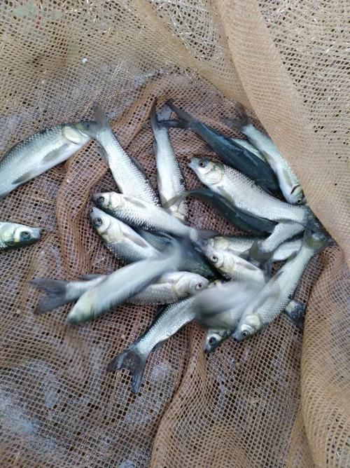 100元能買到什么品種的龍魚？