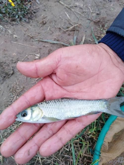 100元能買到什么品種的龍魚？