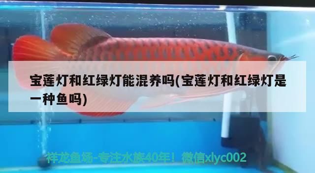 寶蓮燈和紅綠燈能混養嗎(寶蓮燈和紅綠燈是一種魚嗎) 寶蓮燈和紅綠燈能混養嗎(寶蓮燈和紅綠燈是一種魚嗎) 觀賞魚百科
