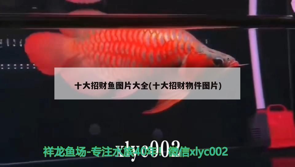 十大招財(cái)魚圖片大全(十大招財(cái)物件圖片)