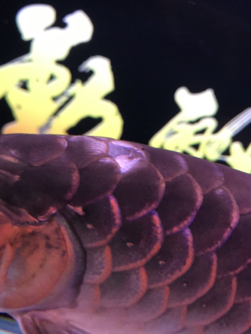 黃南藏族自治州觀賞魚市場撞掉鱗 黃南藏族自治州觀賞魚市場撞掉鱗 觀賞魚百科 第1張