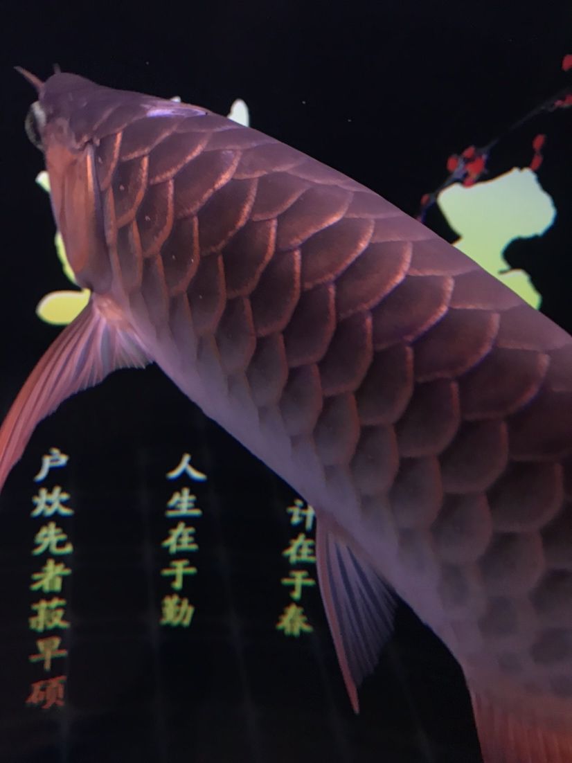 黃南藏族自治州觀賞魚市場撞掉鱗 黃南藏族自治州觀賞魚市場撞掉鱗 觀賞魚百科 第3張