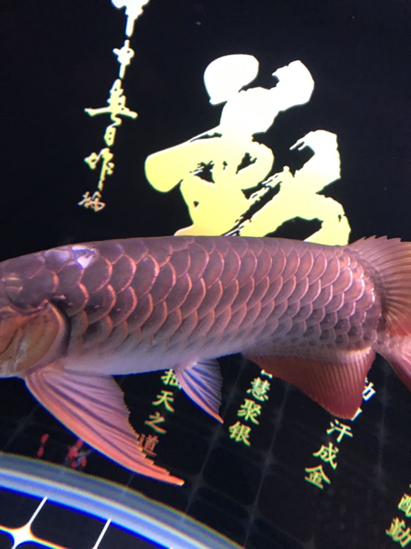 黃南藏族自治州觀賞魚市場撞掉鱗 黃南藏族自治州觀賞魚市場撞掉鱗 觀賞魚百科 第2張
