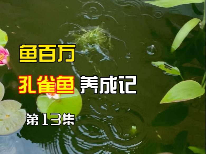 推薦一些適合新手的魚種