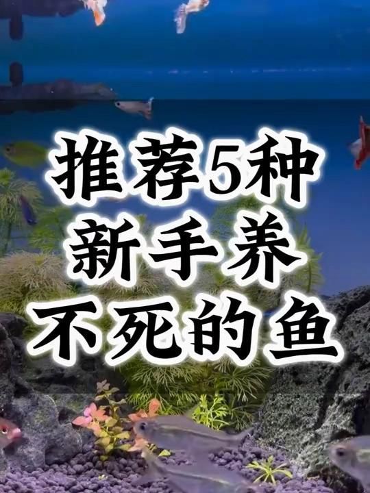 推薦一些適合新手的魚種