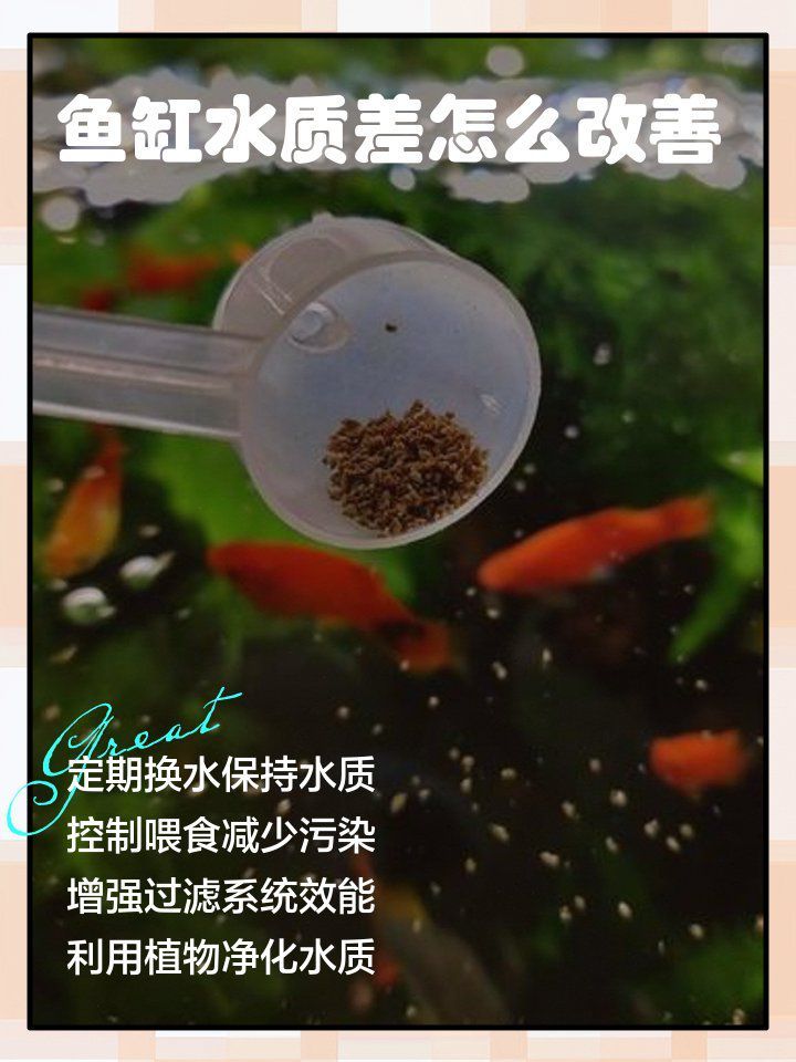 如何改善龍魚鼓腮的水質問題？