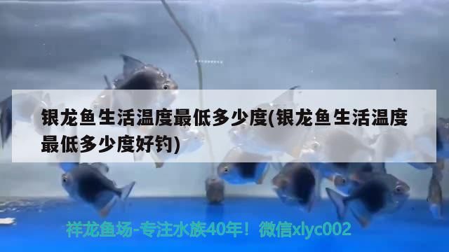 銀龍魚生活溫度最低多少度(銀龍魚生活溫度最低多少度好釣)