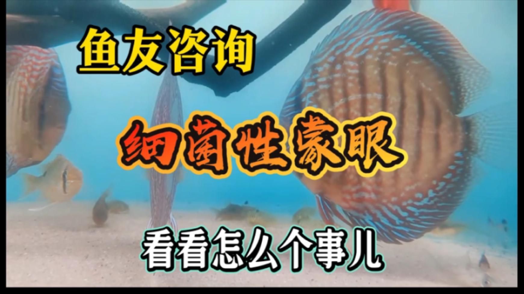 如何判斷魚(yú)蒙眼是否由細(xì)菌感染引起？