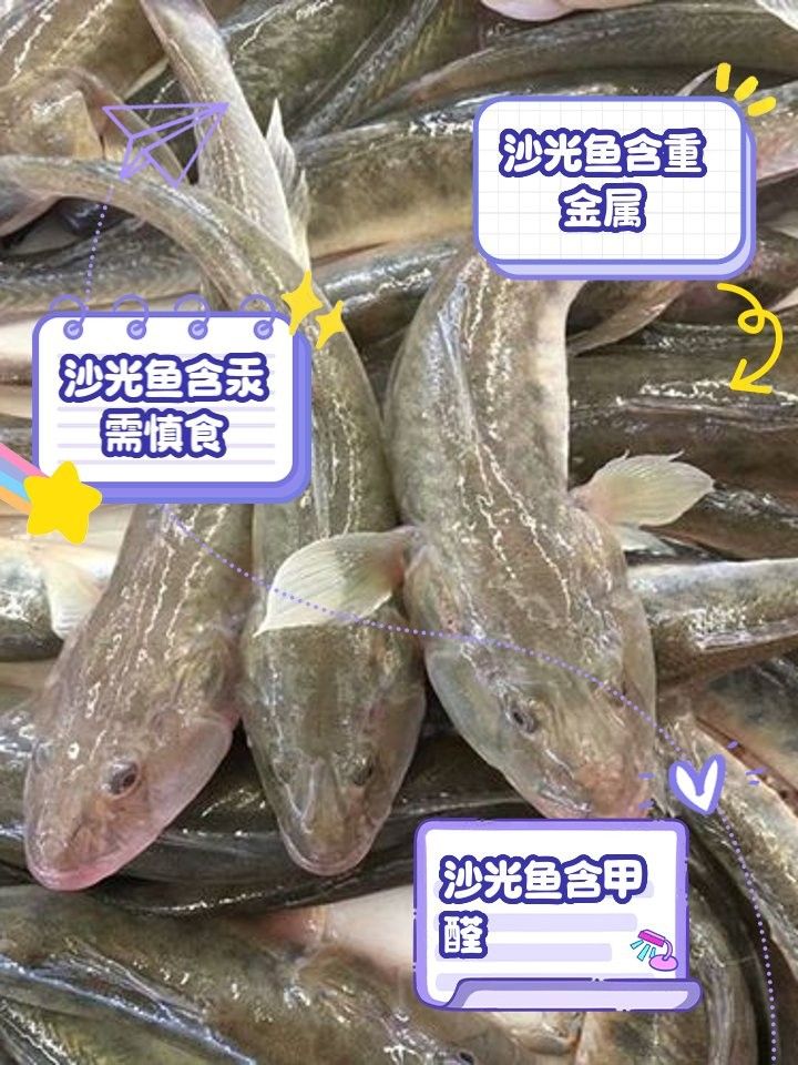 沙光魚盡量少吃的原因