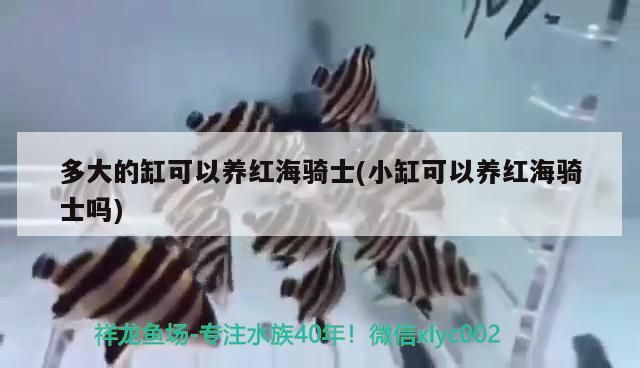 多大的缸可以養紅海騎士(小缸可以養紅海騎士嗎)