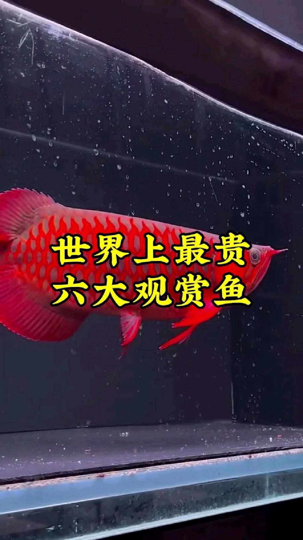 還有哪些觀賞魚被列入名貴品種？