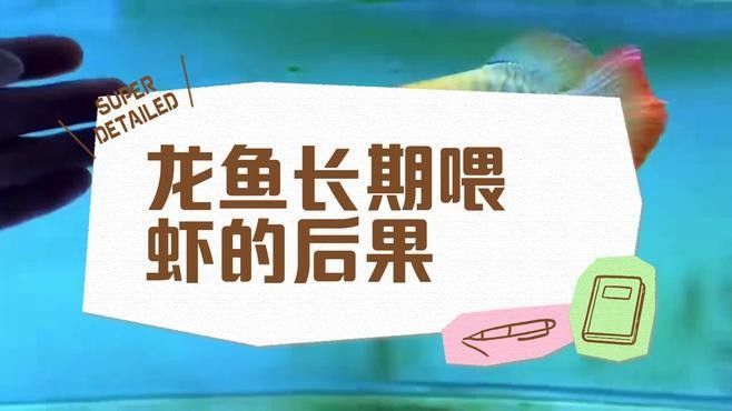 龍魚為何不建議吃海蝦