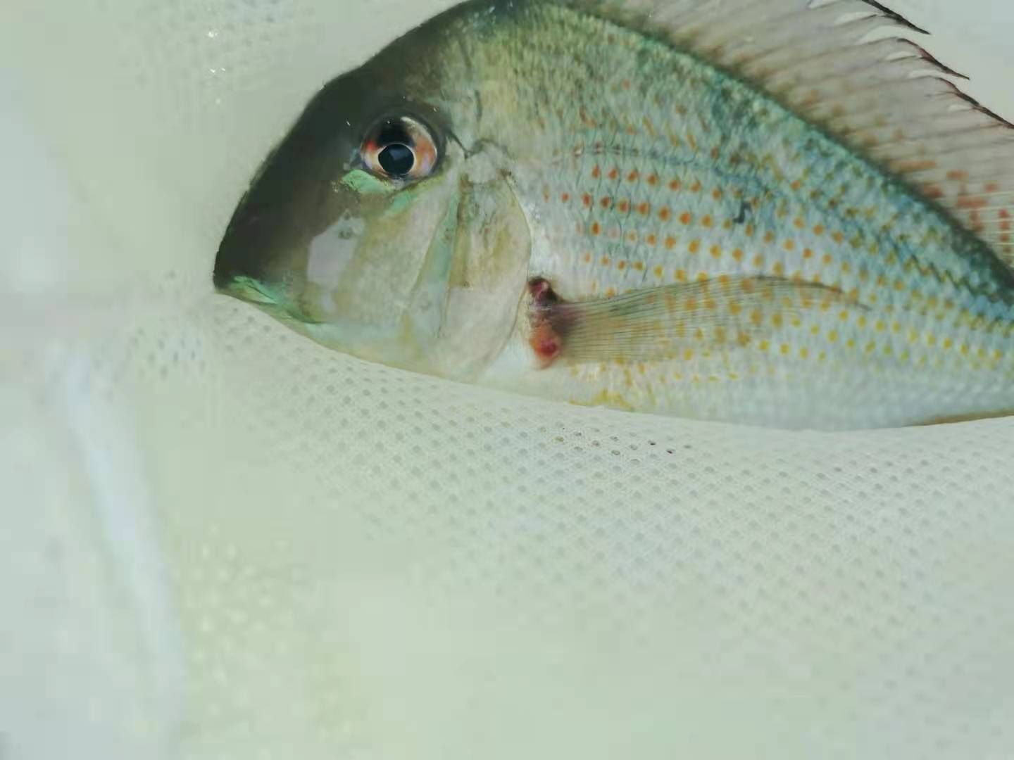 關刀配魚不知什么??？怎么治？專家給看看