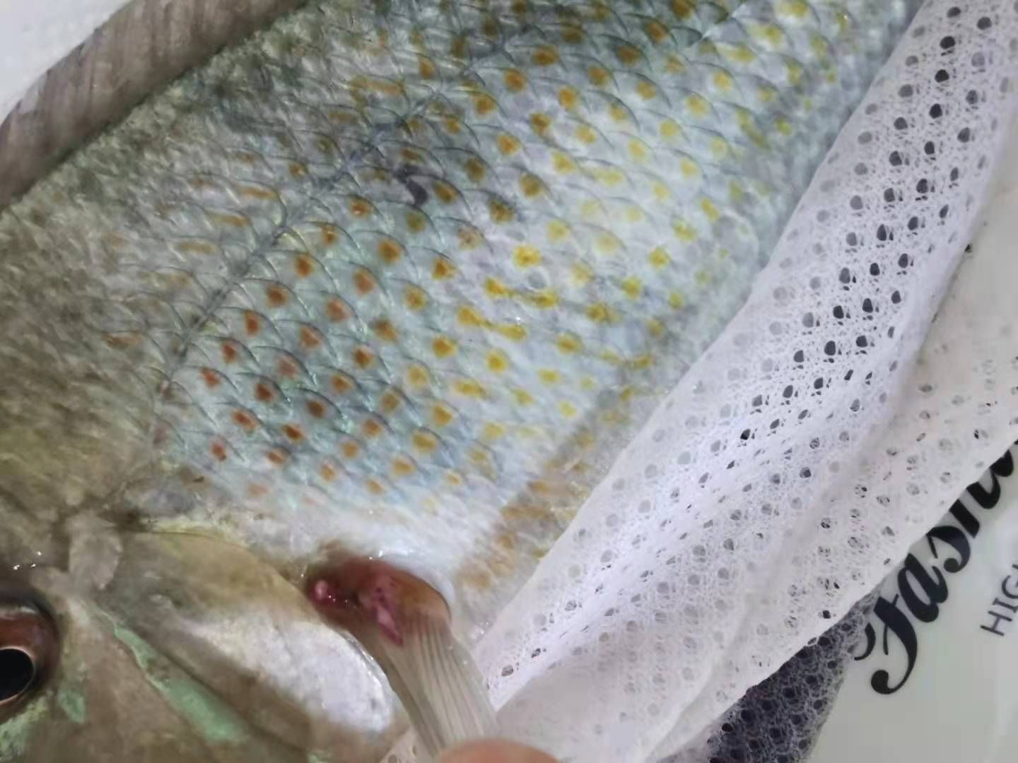 關刀配魚不知什么病？怎么治？專家給看看
