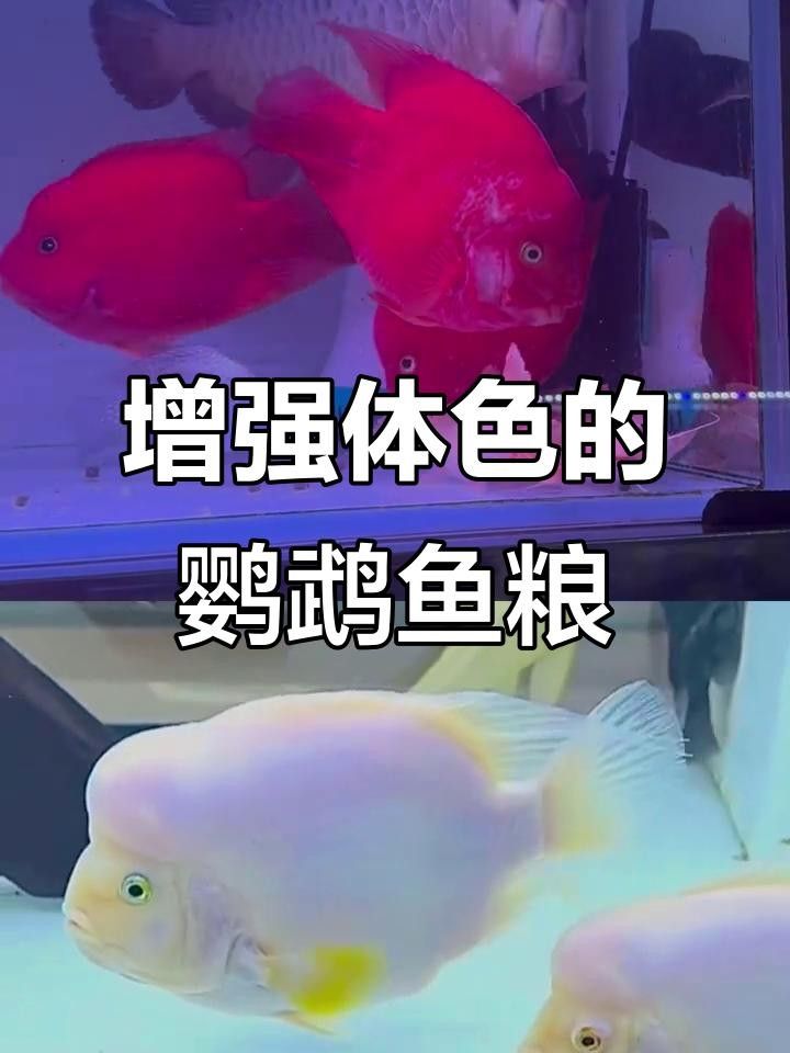 增色飼料對魚好不好