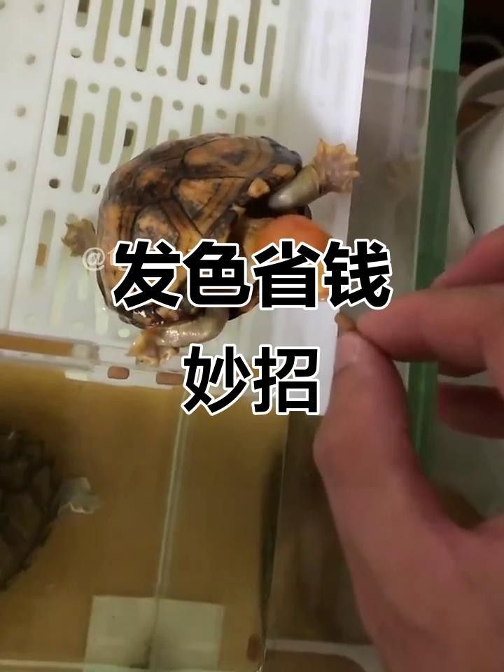 增色飼料對魚好不好
