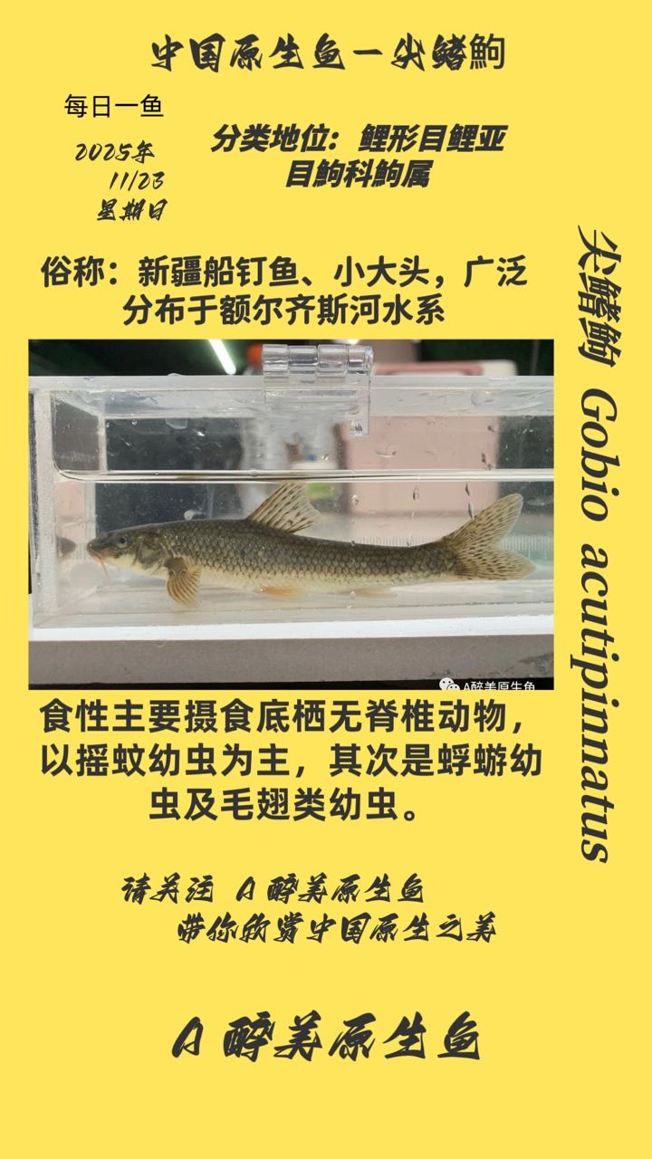 尖鰭鮈