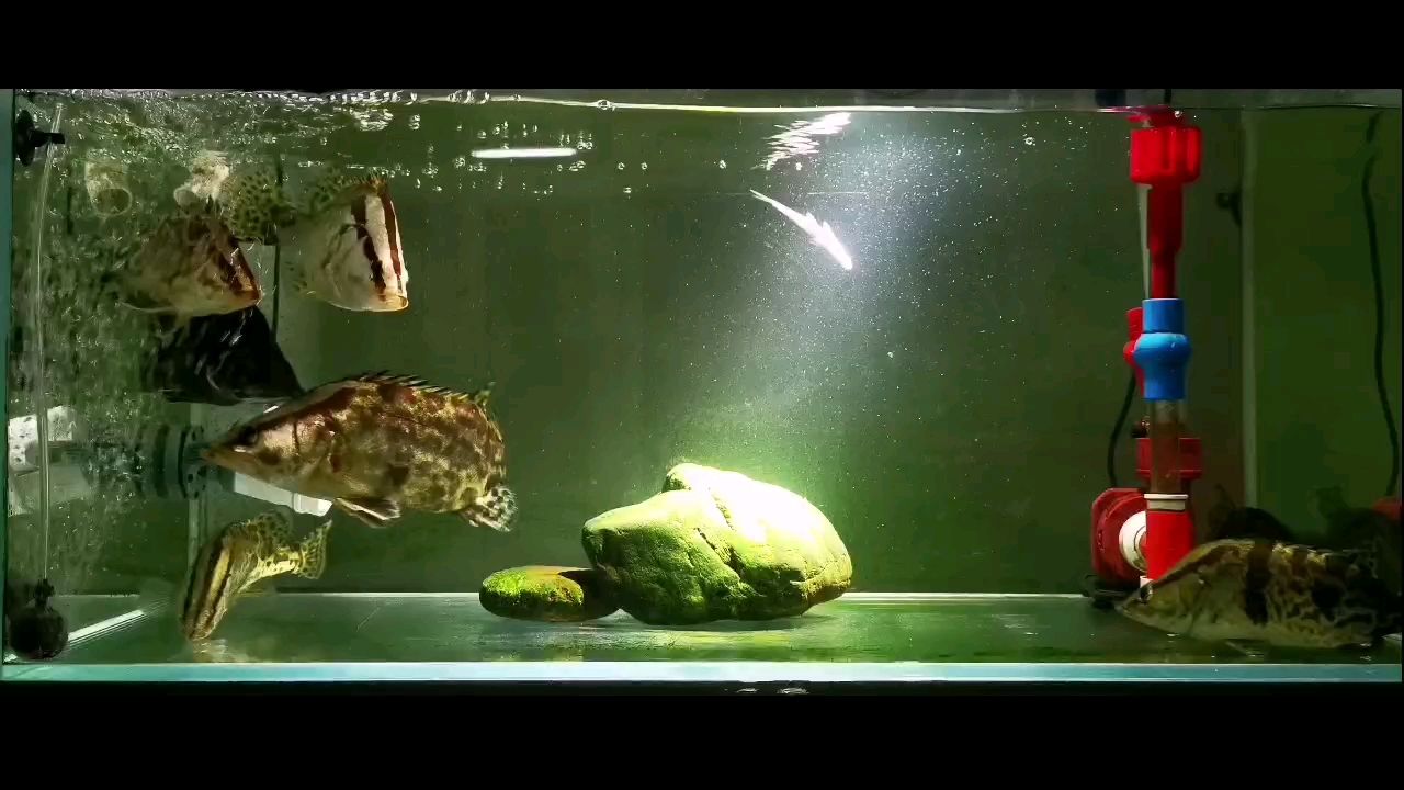 訓食凍餌兒