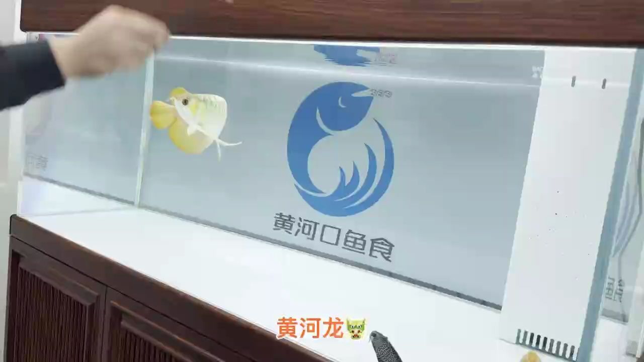 胸鰭到肛門，大硬骨原扇尾，互動性強。