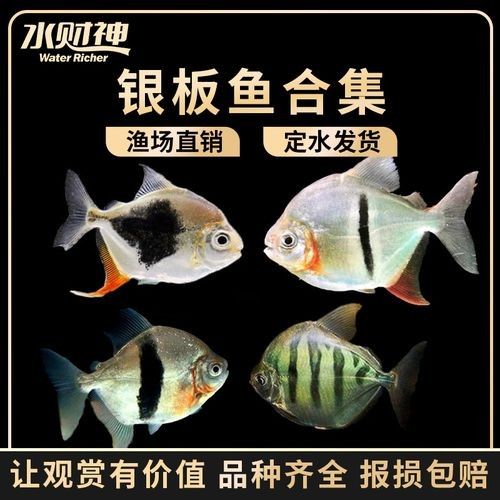 粗線銀版魚，祥龍魚場