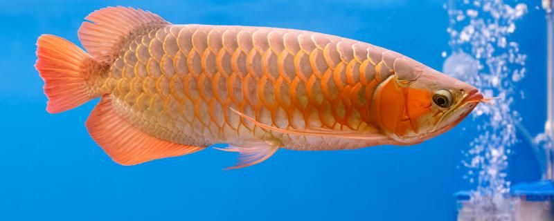 龍魚一年能長多大能活多久 龍魚一年能長多大能活多久 觀賞魚百科