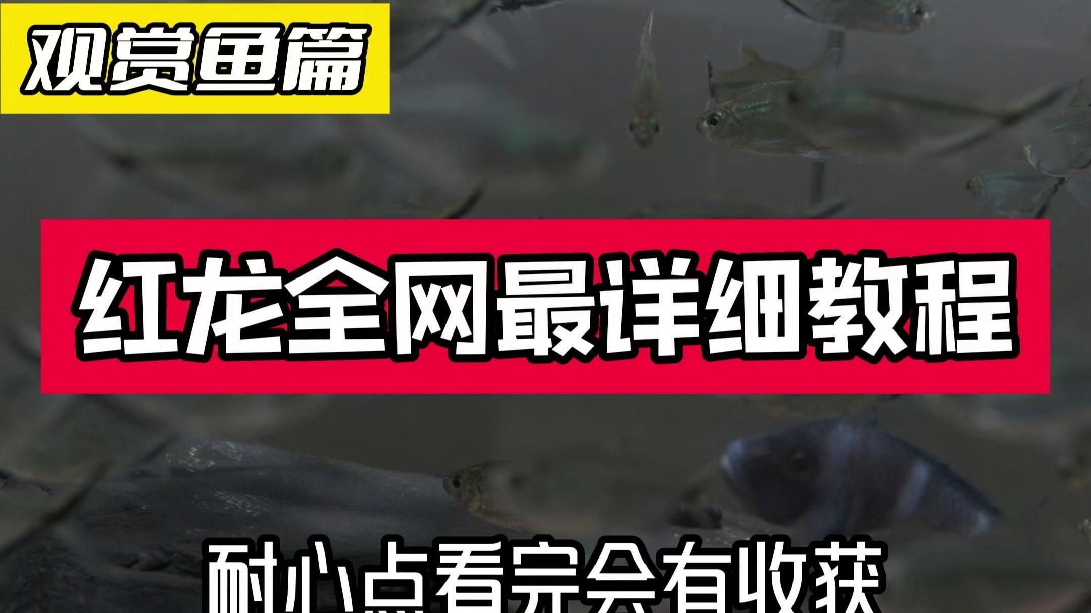 呼圖壁紅龍魚 呼圖壁紅龍魚 觀賞魚百科 第2張